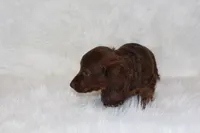 Theo, a male Miniature Dachshund for sale in Millersburg, OH – 3 of 6