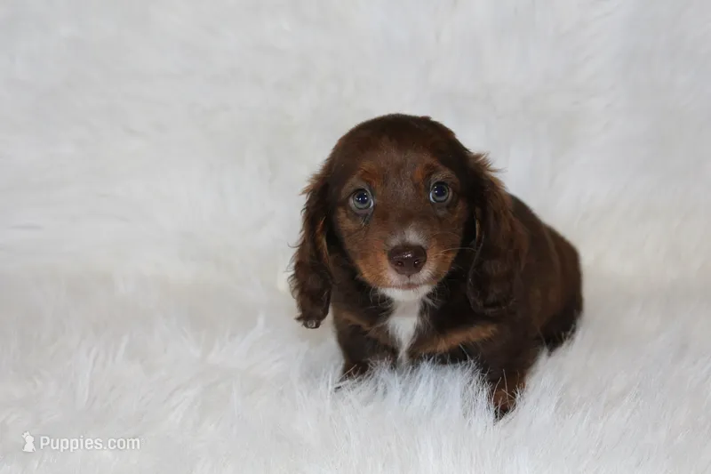 Jack – Miniature Dachshund puppy for sale in Millersburg, OH
