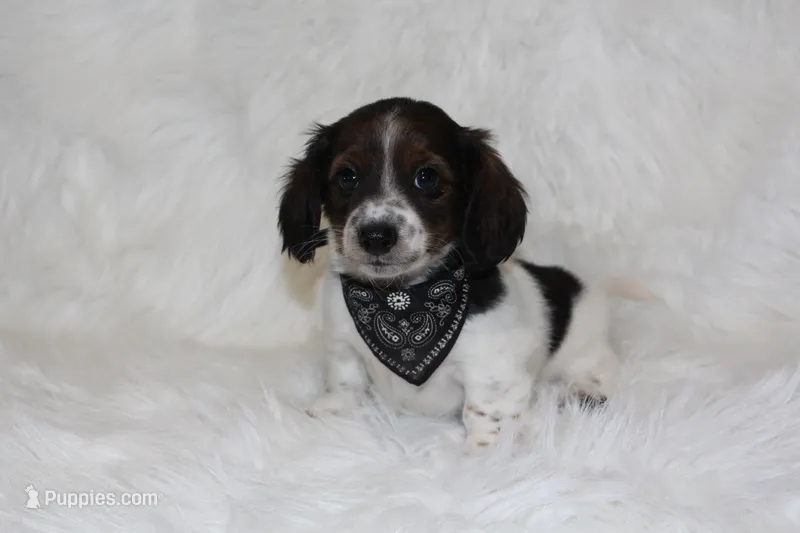 Max – Miniature Dachshund puppy for sale in Millersburg, OH