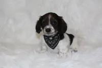 Max, a male Miniature Dachshund for sale in Millersburg, OH – 1 of 6