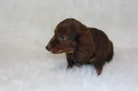 Jack, a male Miniature Dachshund for sale in Millersburg, OH – 2 of 6