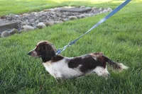 Theo, a male Miniature Dachshund for sale in Millersburg, OH – 6 of 6