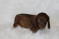 Theo, a male Miniature Dachshund for sale in Millersburg, OH – 4 of 6