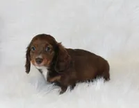 Jack, a male Miniature Dachshund for sale in Millersburg, OH – 4 of 6