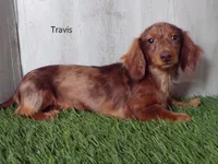 Ollie , a male Miniature Dachshund for sale in Millersburg, OH – 5 of 6