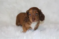 Frankie, a male Miniature Dachshund for sale in Millersburg, OH – 3 of 6