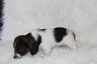 Max, a male Miniature Dachshund for sale in Millersburg, OH – 4 of 6