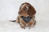 Ollie , a male Miniature Dachshund for sale in Millersburg, OH – 3 of 6