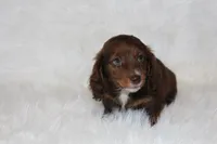 Jack, a male Miniature Dachshund for sale in Millersburg, OH – 3 of 6