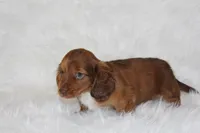 Frankie, a male Miniature Dachshund for sale in Millersburg, OH – 4 of 6