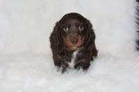 Coco, a male Miniature Dachshund for sale in Millersburg, OH – 1 of 6
