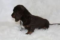 Coco, a male Miniature Dachshund for sale in Millersburg, OH – 4 of 6