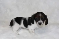 Max, a male Miniature Dachshund for sale in Millersburg, OH – 3 of 6