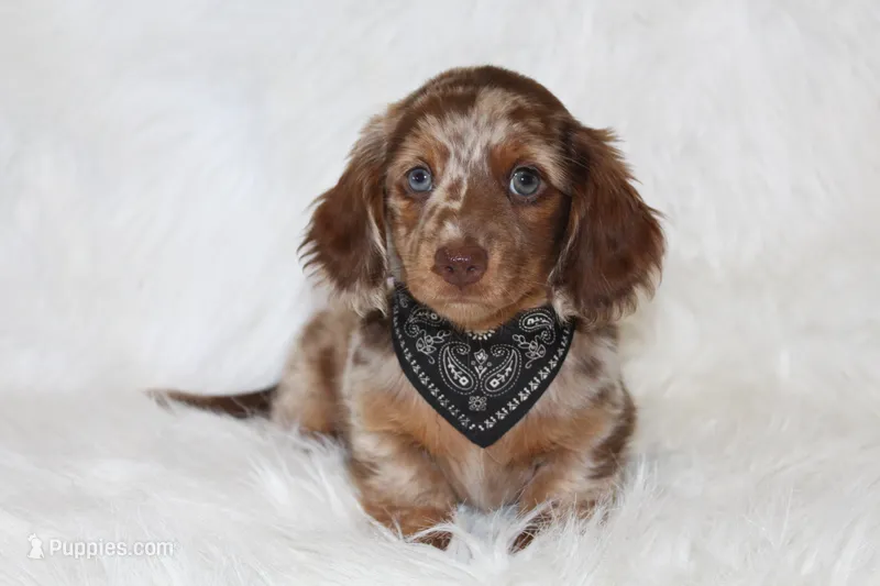 Ollie  – Miniature Dachshund puppy for sale in Millersburg, OH