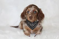 Ollie , a male Miniature Dachshund for sale in Millersburg, OH – 1 of 6
