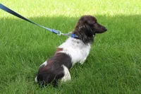 Ollie , a male Miniature Dachshund for sale in Millersburg, OH – 6 of 6