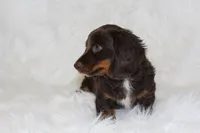 Coco, a male Miniature Dachshund for sale in Millersburg, OH – 2 of 6