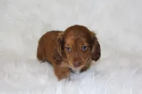 Frankie, a male Miniature Dachshund for sale in Millersburg, OH – 2 of 6