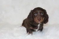 Coco, a male Miniature Dachshund for sale in Millersburg, OH – 3 of 6