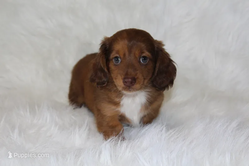 Frankie – Miniature Dachshund puppy for sale in Millersburg, OH