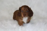 Frankie, a male Miniature Dachshund for sale in Millersburg, OH – 1 of 6