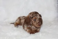 Ollie , a male Miniature Dachshund for sale in Millersburg, OH – 4 of 6