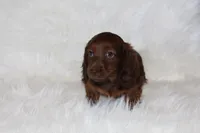 Theo, a male Miniature Dachshund for sale in Millersburg, OH – 1 of 6
