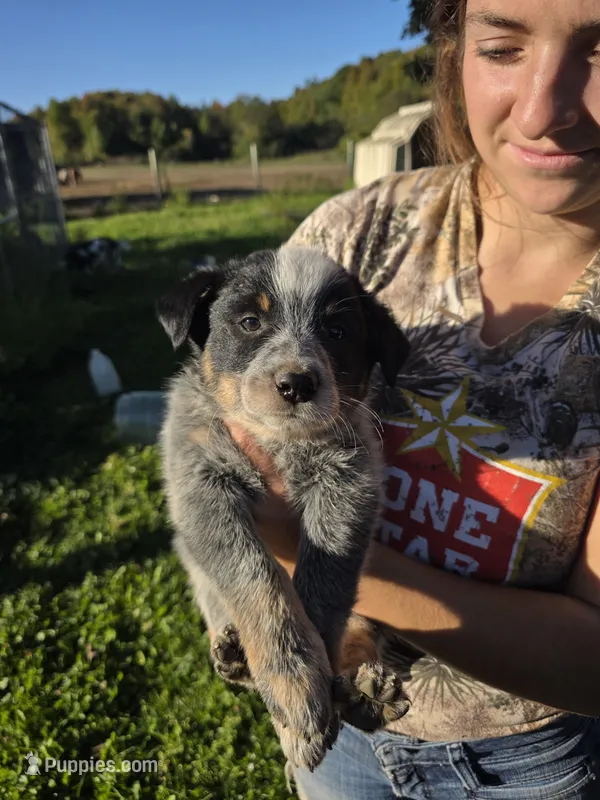 Phoenix  – Australian Cattle Dog puppy for sale in Starksboro, VT