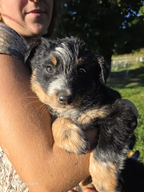 Foxy – Australian Cattle Dog puppy for sale in Starksboro, VT