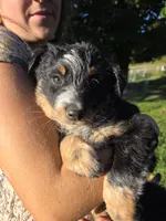 Foxy, a female Australian Cattle Dog for sale in Starksboro, VT – 1 of 1