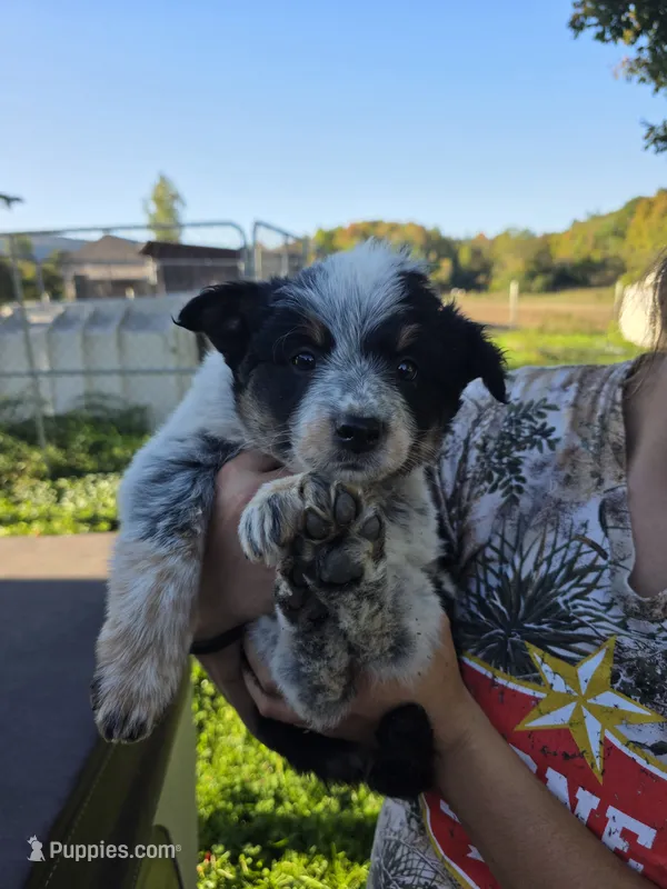 Laney – Australian Cattle Dog puppy for sale in Starksboro, VT