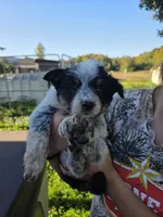 Laney, a female Australian Cattle Dog for sale in Starksboro, VT – 1 of 1