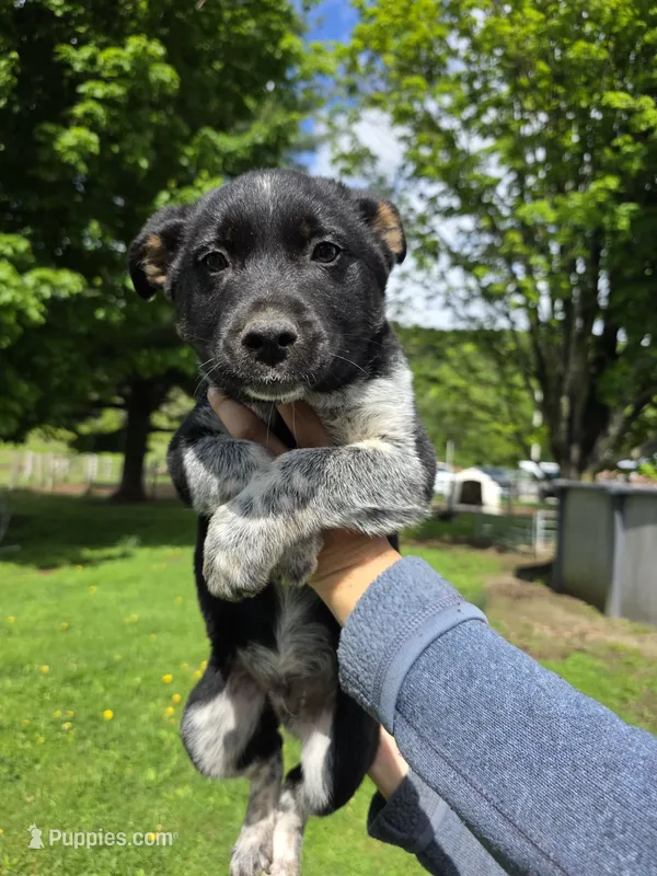 Hooey – Australian Cattle Dog puppy for sale in Starksboro, VT