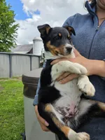 Cinch, a male Australian Cattle Dog for sale in Starksboro, VT – 2 of 2