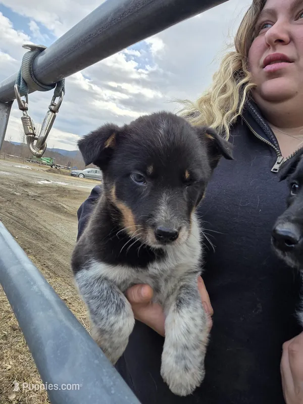 Muffin – Australian Cattle Dog puppy for sale in Starksboro, VT