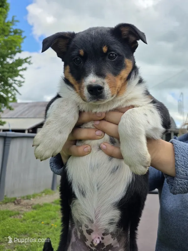 Cinch – Australian Cattle Dog puppy for sale in Starksboro, VT