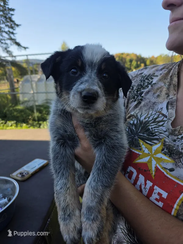 Hooey – Australian Cattle Dog puppy for sale in Starksboro, VT