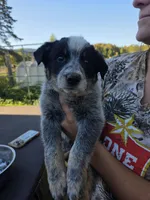 Hooey, a male Australian Cattle Dog for sale in Starksboro, VT – 1 of 1