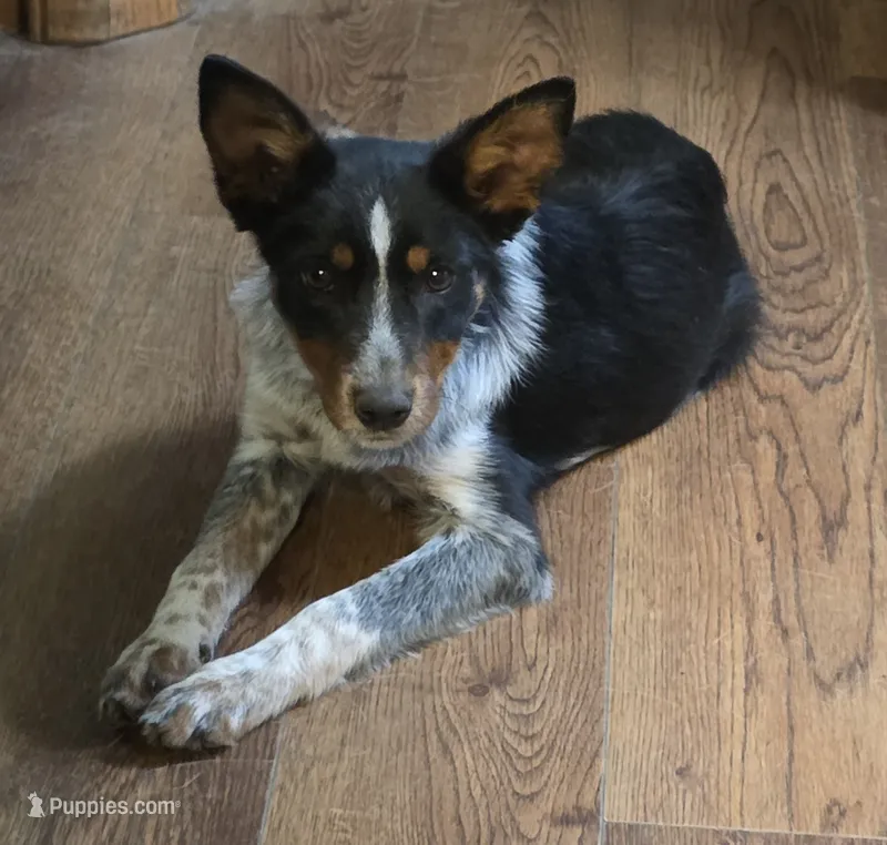 Bella – Australian Cattle Dog puppy for sale in Starksboro, VT
