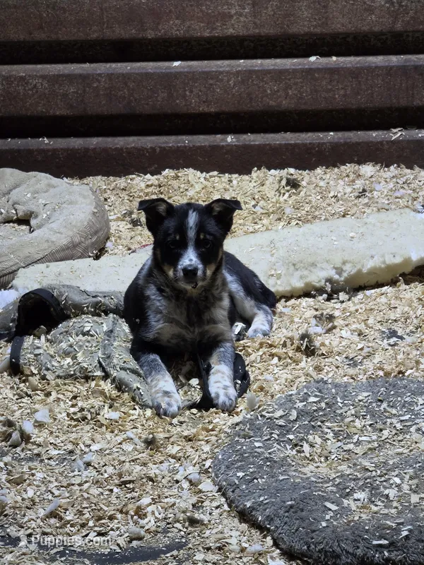 Bo – Australian Cattle Dog puppy for sale in Starksboro, VT