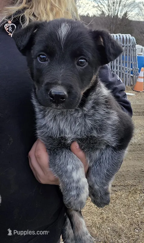 Max – Australian Cattle Dog puppy for sale in Starksboro, VT
