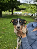 Bella, a female Australian Cattle Dog for sale in Starksboro, VT – 1 of 1