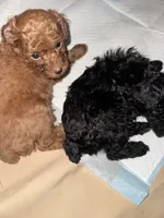 Chase, a male Poodle - Toy  for sale in Simsbury, CT – 5 of 5