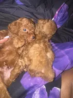 Chase, a male Poodle - Toy  for sale in Simsbury, CT – 4 of 5