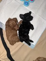 Chase, a male Poodle - Toy  for sale in Simsbury, CT – 3 of 5