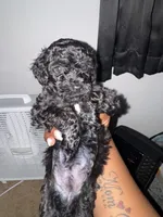 Chloe, a female Poodle - Toy  for sale in Simsbury, CT – 1 of 8