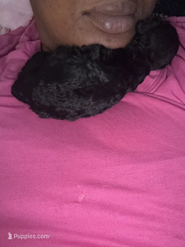 Onyx – Poodle - Toy  puppy for sale in Simsbury, CT