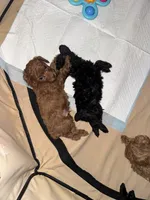 Chloe, a female Poodle - Toy  for sale in Simsbury, CT – 5 of 8
