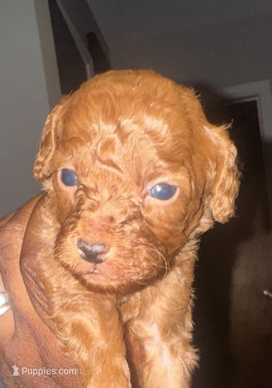 Chase – Poodle - Toy  puppy for sale in Simsbury, CT
