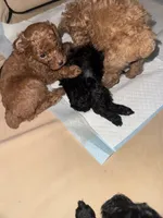 Onyx, a male Poodle - Toy  for sale in Simsbury, CT – 2 of 4